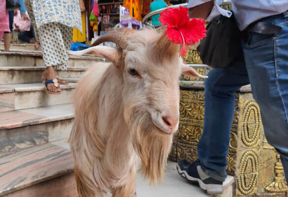 Kamakhya Walks Photo Gallery 24